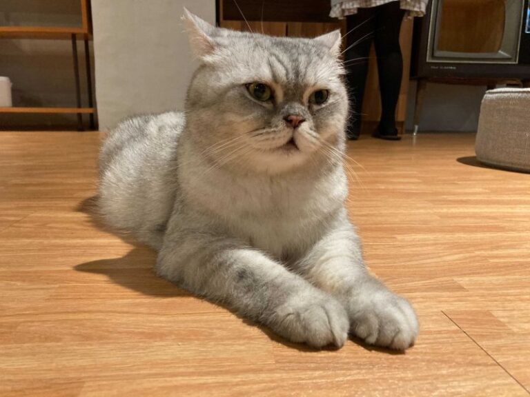 貓咖啡廳